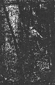 Mons Veneris : A Floresta Maligna